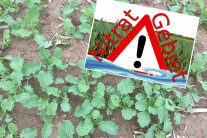 Schild mit Warndreieck und Aufschrift "Nitrat-Gebiet" in Rapsfeld