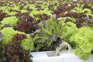Salat wächst auf mobilen Rinnensystemen