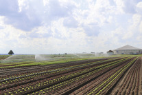 Gemüseanbau auf Feld