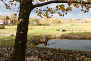 Baum und Teich