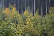 Bäume im Wald