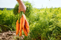 Hand hält Bund frisch geernteter Karotten auf Feld 
