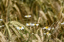 Getreidefeld mit Margerithen