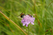 Witwenblume mit Biene und Käfer