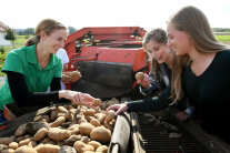 Zwei Jugendliche und eine Bäuerin beurteilen Kartoffeln in einem Roder © Warmuth/StMELF