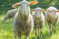 Drei Schafe stehen nebeneinander auf Weide