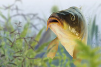 Karpfen © K.-U. Häßler - Fotolia.com